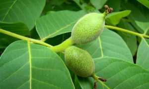 Орехи при сахарном диабете