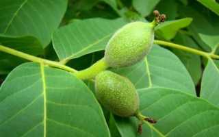 Орехи при сахарном диабете