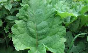 Лечение панкреатита лопухом