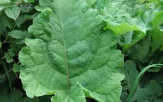 Лечение панкреатита лопухом