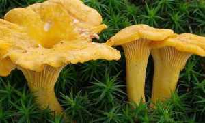 Методы лечения поджелудочной железы с помощью грибов лисичек