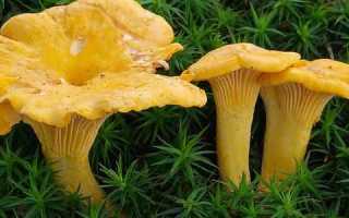 Методы лечения поджелудочной железы с помощью грибов лисичек