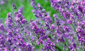 Применение чабреца при лечении панкреатита