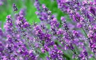 Применение чабреца при лечении панкреатита