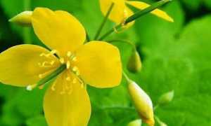 Чудесные свойства чистотела при панкреатите