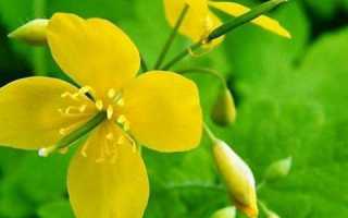 Чудесные свойства чистотела при панкреатите