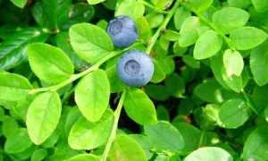 Черника при сахарном диабете: как помогают листья и побеги при лечении