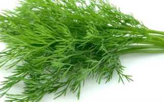 Целебная сила укропа в лечении панкреатического заболевания