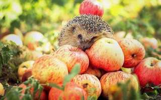 Состав, польза и вред яблочных семечек