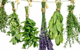 Особенности и правила приема трав для поджелудочной железы при лечении панкреатита