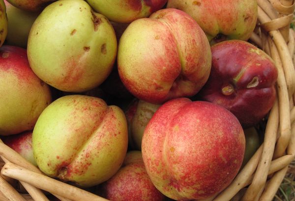 нектарины в корзине