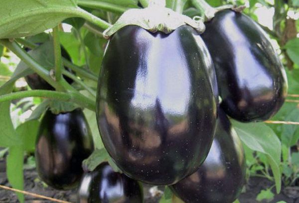 баклажаны в парнике