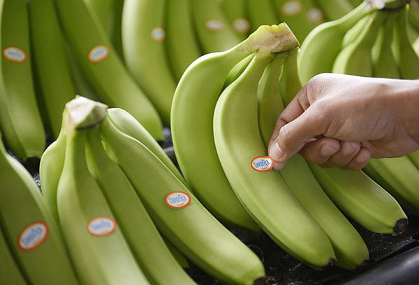 Зеленые бананы