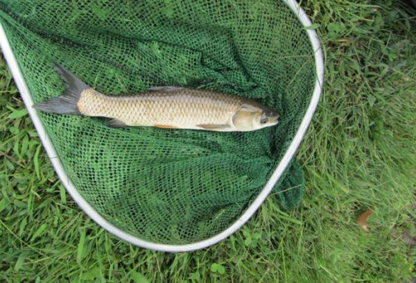 Карп любви белый амур