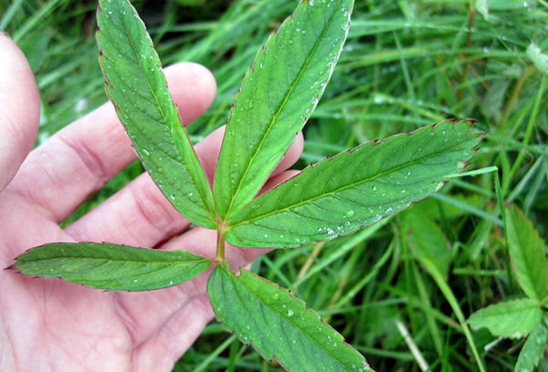 Лист сабельника болотного