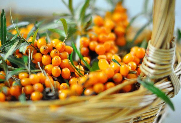 Ягоды облепихи