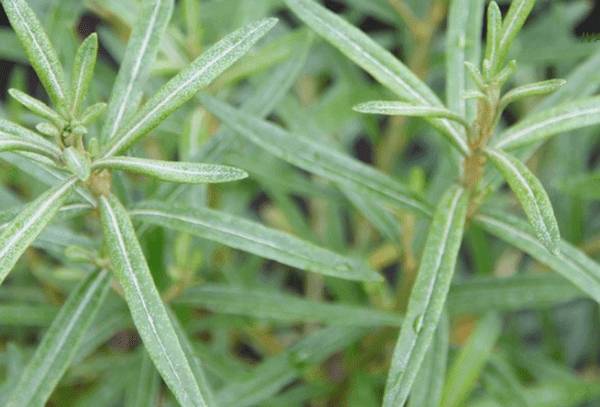 Листья облепихи