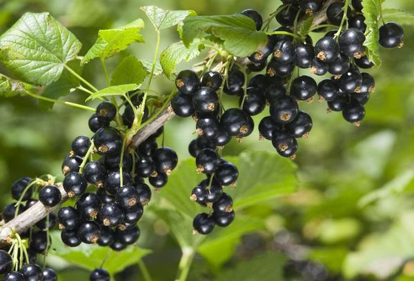 сочная черная ягода