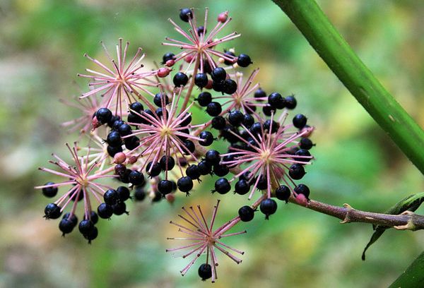 экстракт элеутерококка