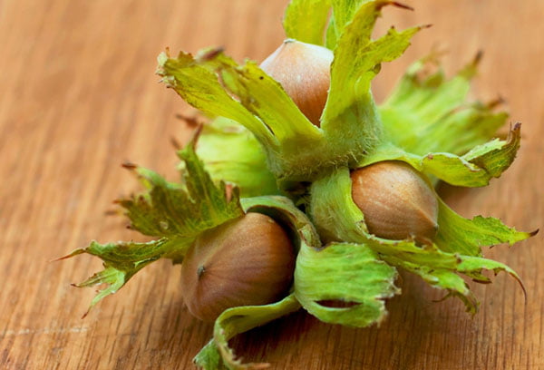 Свежий фундук