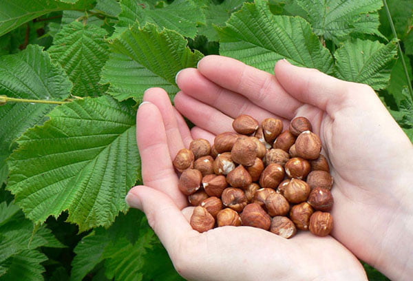 Горсть фундука