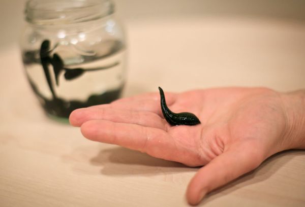 Лечебные пиявки