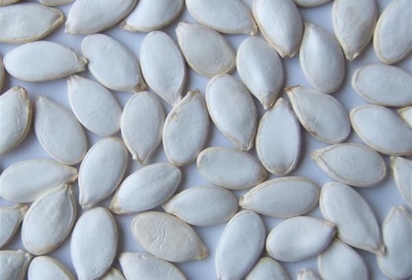 кабачковые семена