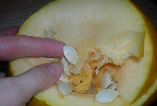 семена кабачков