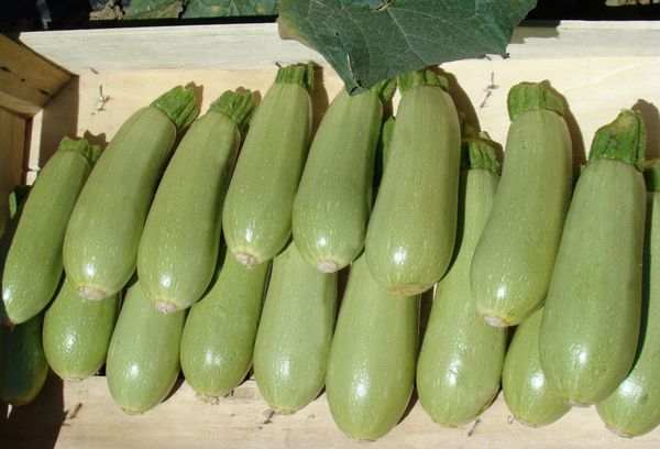 кабачки зеленые