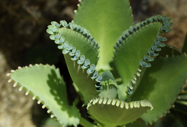 Листья каланхоэ