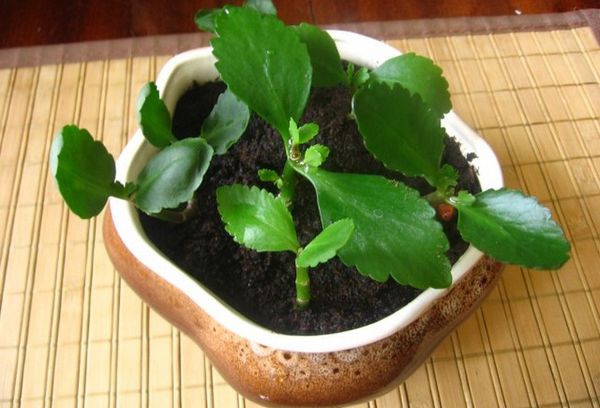 Лечебное растение