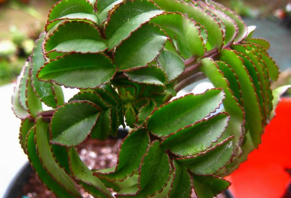 Лепестки Каланхоэ