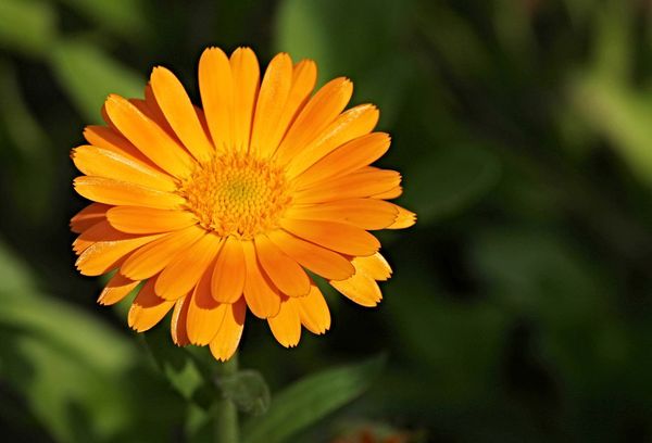Цветок календулы