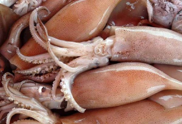 свежие кальмары