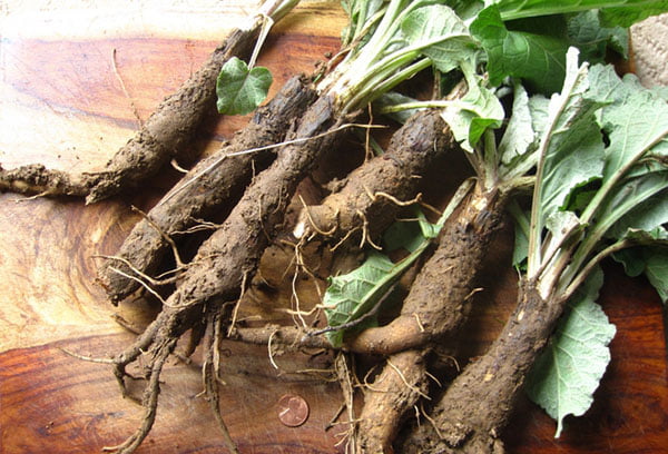 Заготовка корней лопуха