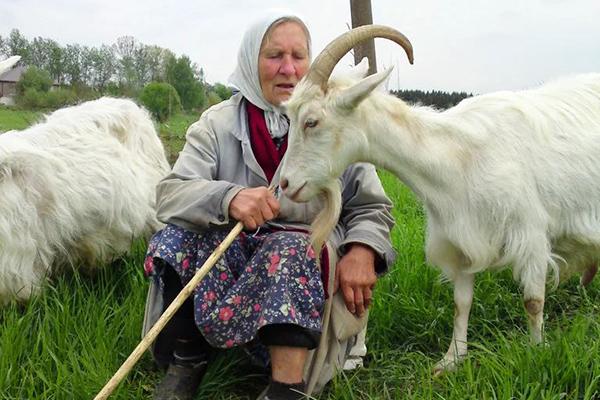 Бабушка с козами