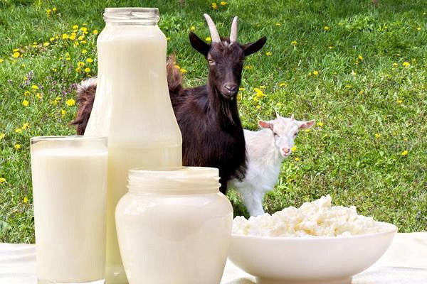Продукты из козьего молока