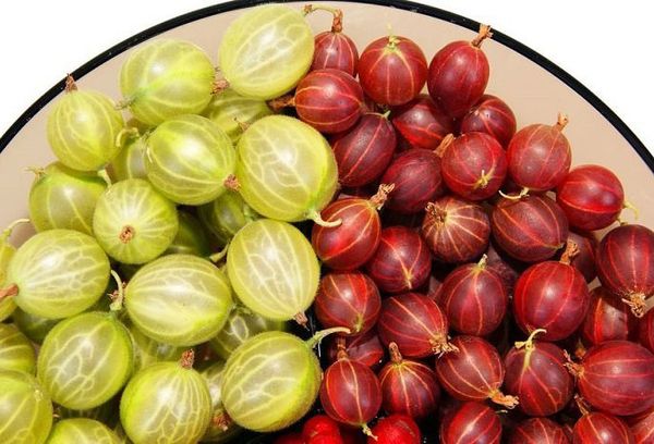 Зеленый и красный крыжовник