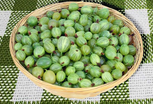 Зеленый крыжовник