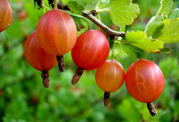 Ягоды крыжовника