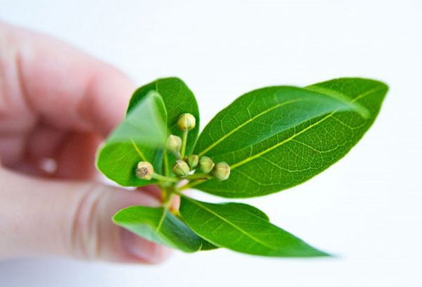 Молодые листья лавра