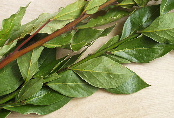 Свежие веточки лавра