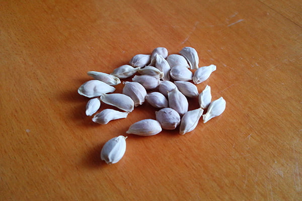 Мандариновые косточки