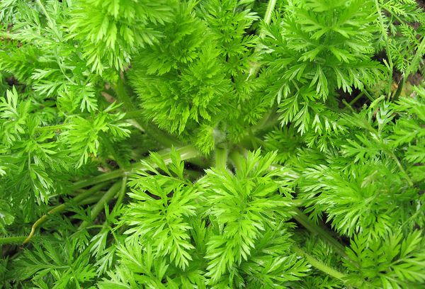 свежая ботва моркови