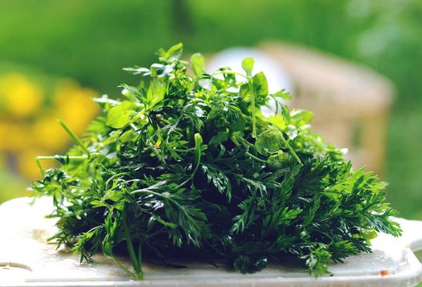 ботва моркови