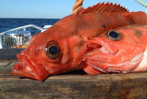 морская рыба Окунь