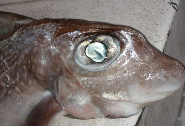 рыба морской заяц