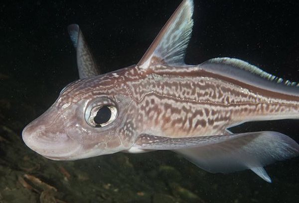 морской заяц