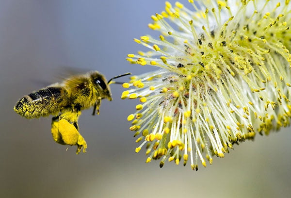 Пчела собирает пыльцу с цветка