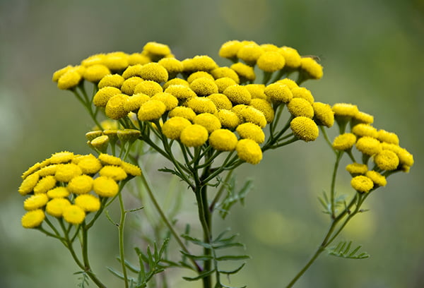 Цветущая пижма